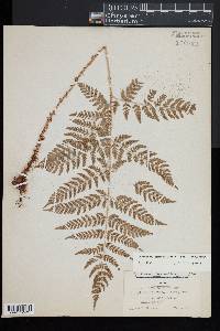 Dryopteris expansa image