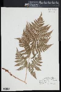 Dryopteris expansa image