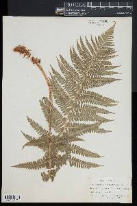 Dryopteris filix-mas image