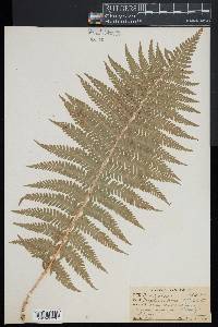 Dryopteris filix-mas image