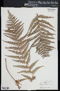 Dryopteris filix-mas image