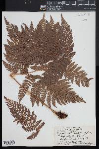 Dryopteris glabra image