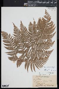 Dryopteris glabra image