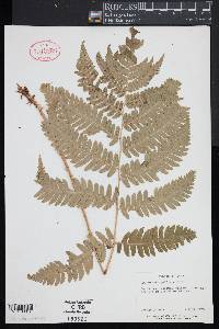 Dryopteris goldieana image