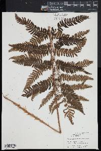 Dryopteris goldieana image