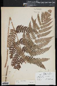 Dryopteris x leedsii image