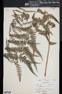 Dryopteris ludoviciana image