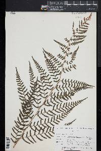 Dryopteris ludoviciana image