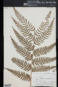 Dryopteris ludoviciana image