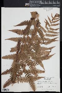 Dryopteris ludoviciana image