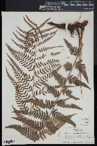 Dryopteris ludoviciana image