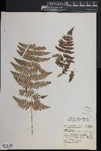 Dryopteris maxonii image