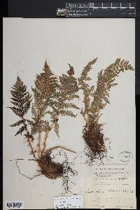 Dryopteris mindshelkensis image