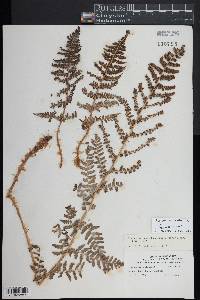 Dryopteris mindshelkensis image