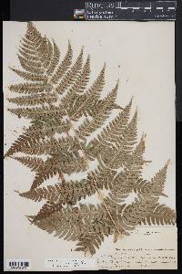 Dryopteris × neowherryi image