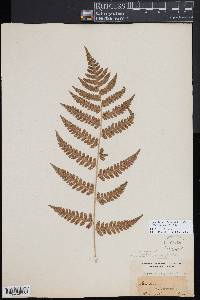 Dryopteris slossoniae image