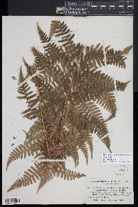 Dryopteris slossoniae image