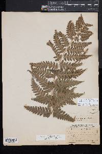 Dryopteris slossoniae image