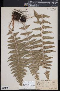 Dryopteris slossoniae image