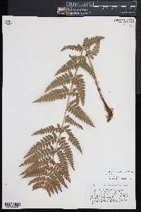 Dryopteris slossoniae image