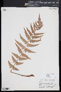 Dryopteris slossoniae image