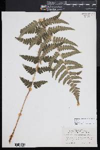 Dryopteris slossoniae image