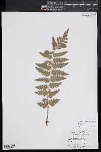 Dryopteris slossoniae image