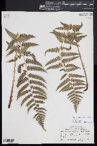 Dryopteris slossoniae image