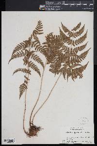 Dryopteris sparsa image