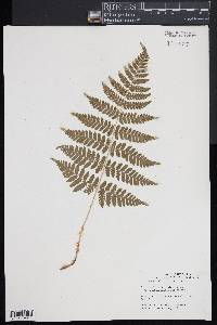 Dryopteris × triploidea image