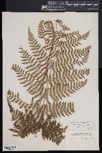 Dryopteris × triploidea image