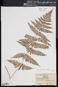 Dryopteris × triploidea image