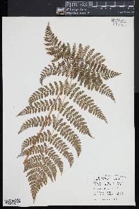 Dryopteris × triploidea image