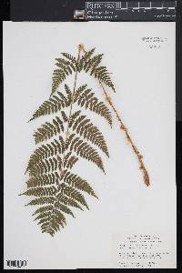 Dryopteris × triploidea image