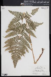 Dryopteris × triploidea image