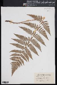 Dryopteris × triploidea image