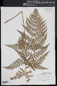 Dryopteris × triploidea image