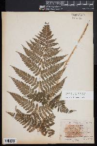 Dryopteris × triploidea image