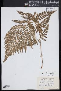 Dryopteris × triploidea image