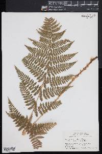 Dryopteris × triploidea image