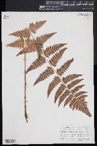 Dryopteris x uliginosa image