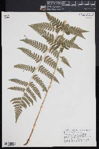 Dryopteris x uliginosa image