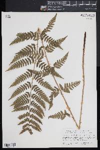 Dryopteris x uliginosa image