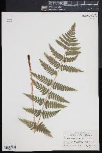 Dryopteris x uliginosa image