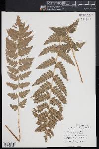 Dryopteris x uliginosa image