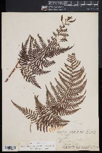 Dryopteris unidentata image
