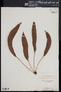 Elaphoglossum hirtum image