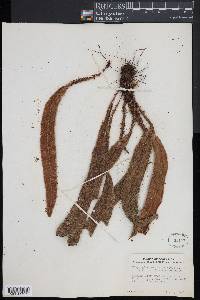 Elaphoglossum hirtum image