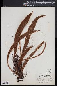 Elaphoglossum hirtum image