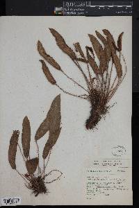Elaphoglossum lindenii image